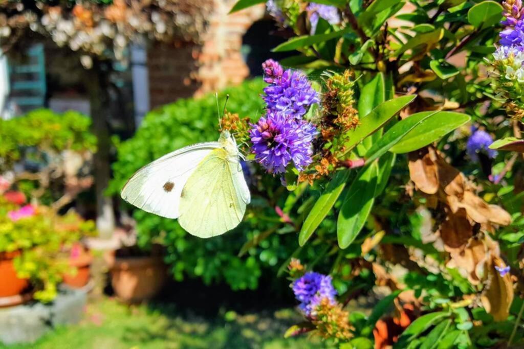 Bellavista La Tua Romantica Vacanza Sul Trasimeno Apartment กัสติลโยเน เดล ลาโก ภายนอก รูปภาพ